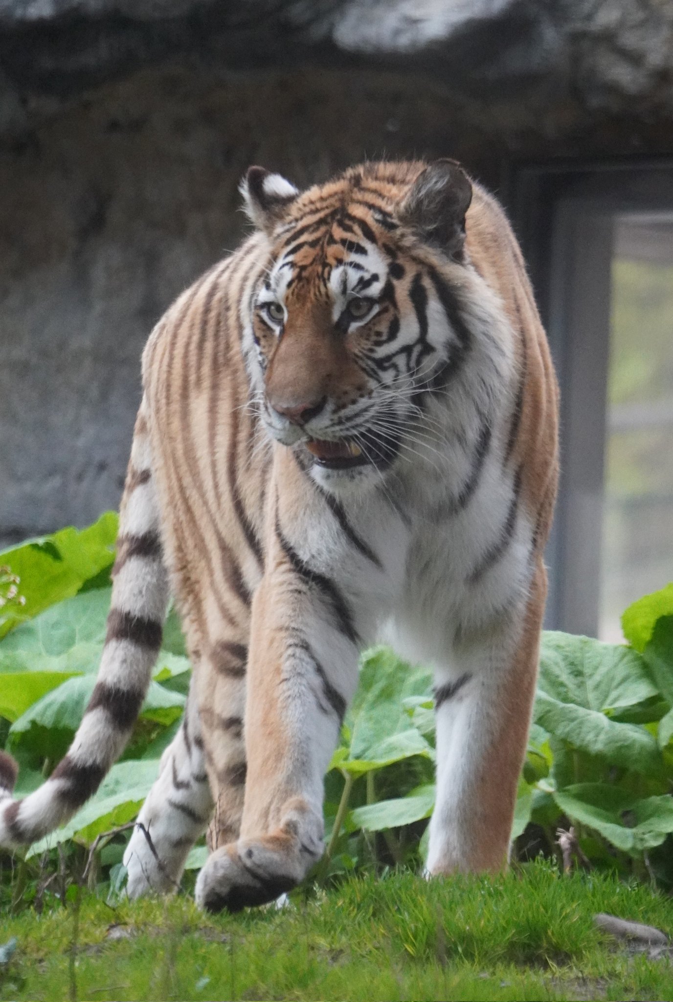 big cats lover (@bigcatslover17) / X