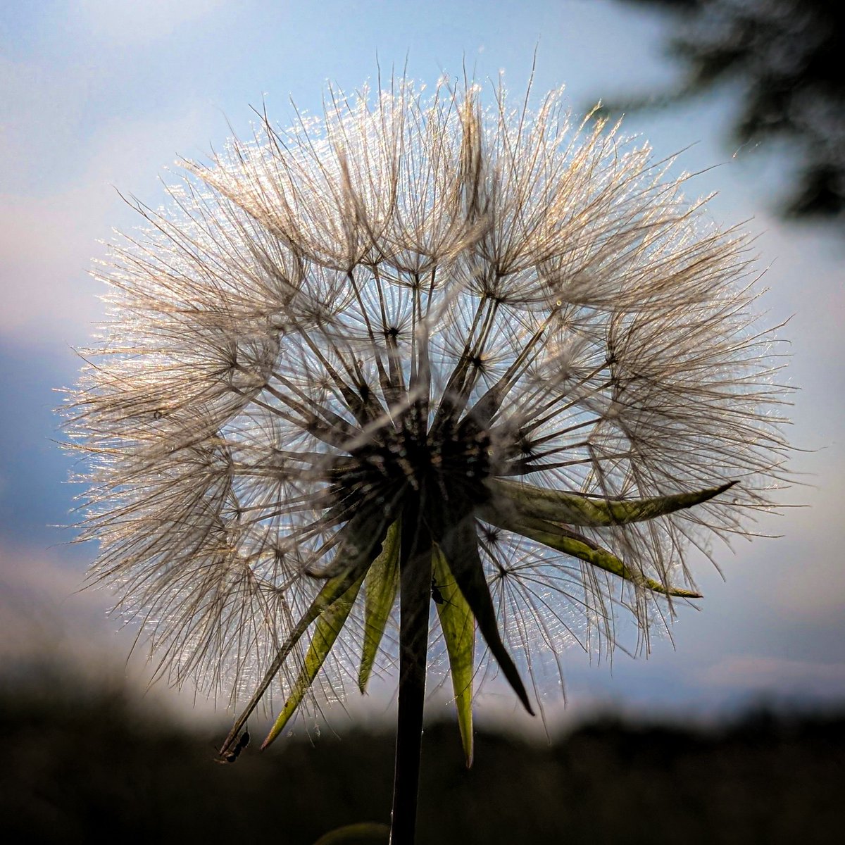 asterisque79's tweet photo. Goat's beard seeds ๐ต ๐งโโ๏ธ
#goatsbeard #flower #photography https://t.co/zfxTYIBsGE