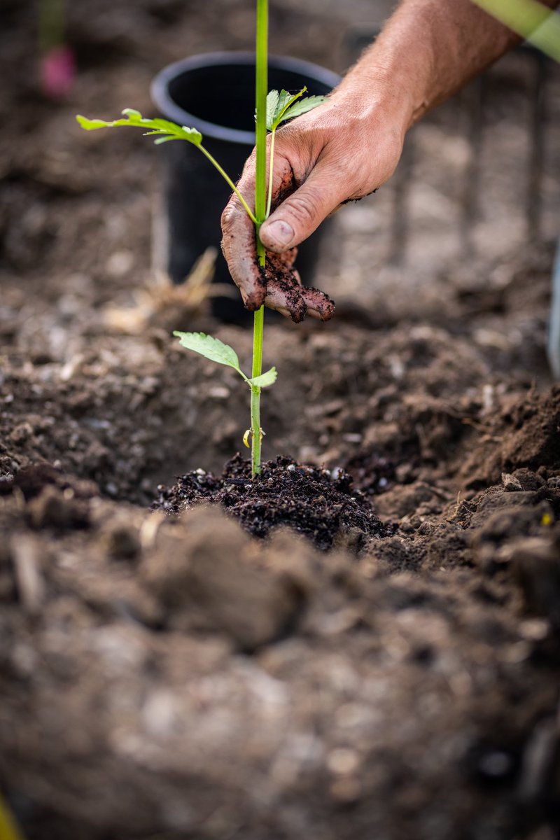 GalacticFarmer1's tweet image. Our flagship strain Space Cowboy being planted in the native soils of Humboldt County. This is terroir cannabis, this is the world’s finest smoke.#Humboldt #Cannabis #CannabisCommunity #Weedsmokers #Terroir #reserve #EstateGrown