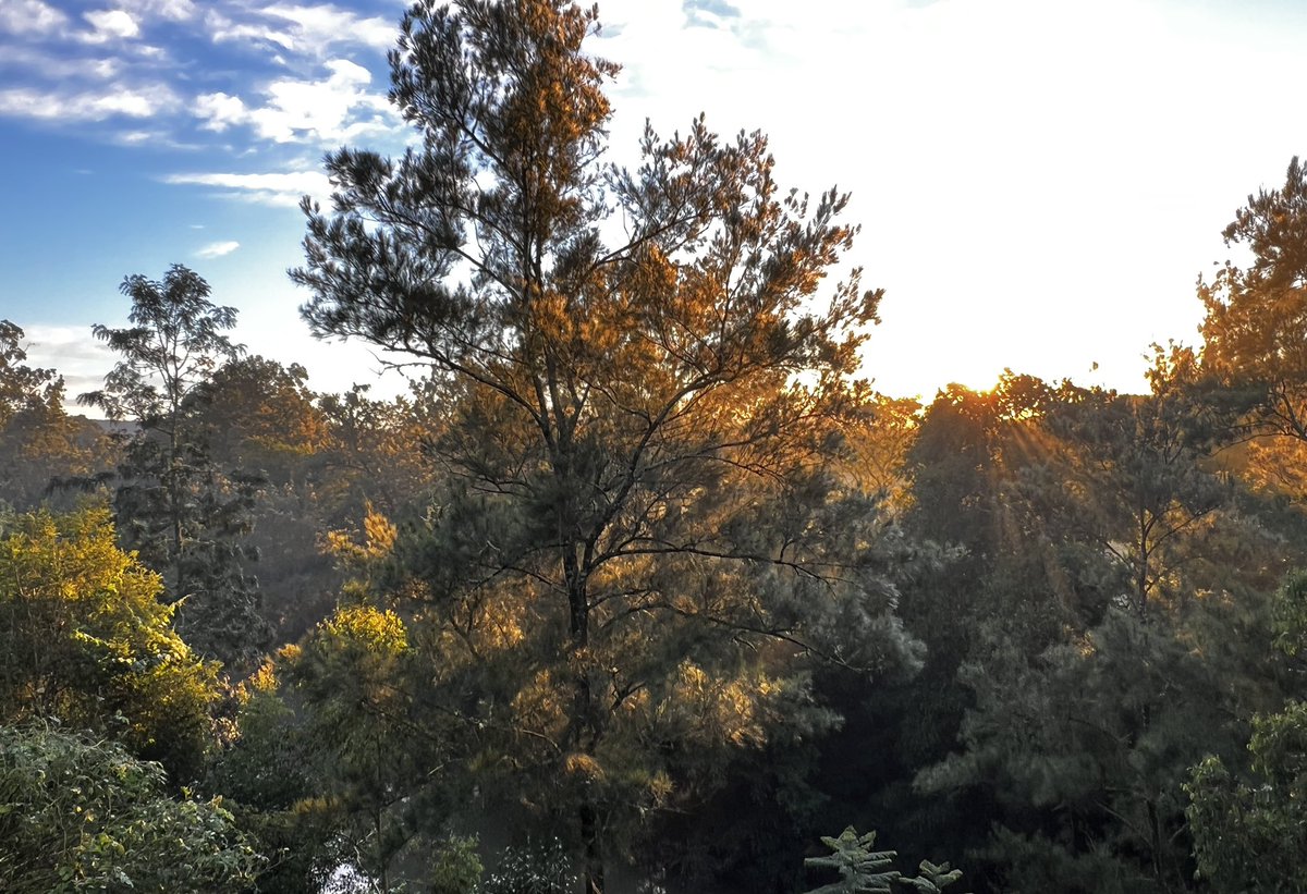 midge_thomas's tweet image. Another golden morning in Dungog.