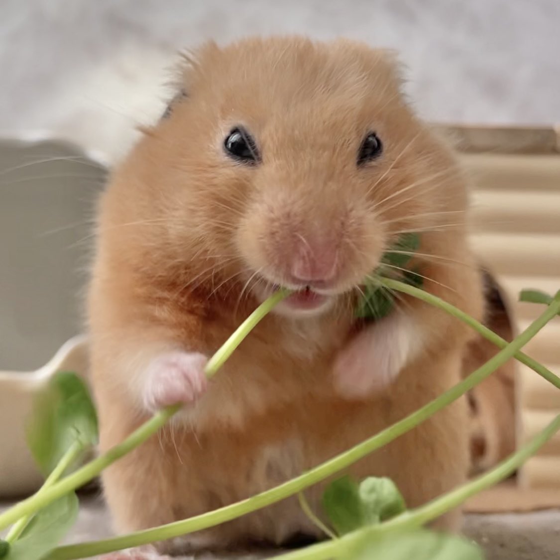 Chira/Taki (ちらたき) tweet media