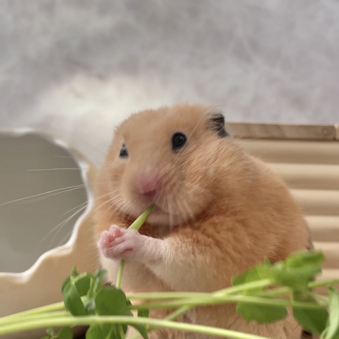 Chira/Taki (ちらたき) tweet media