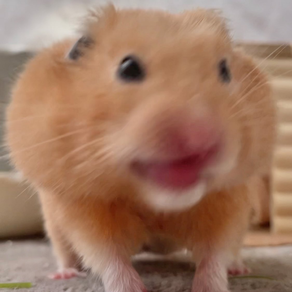 Chira/Taki (ちらたき) tweet media