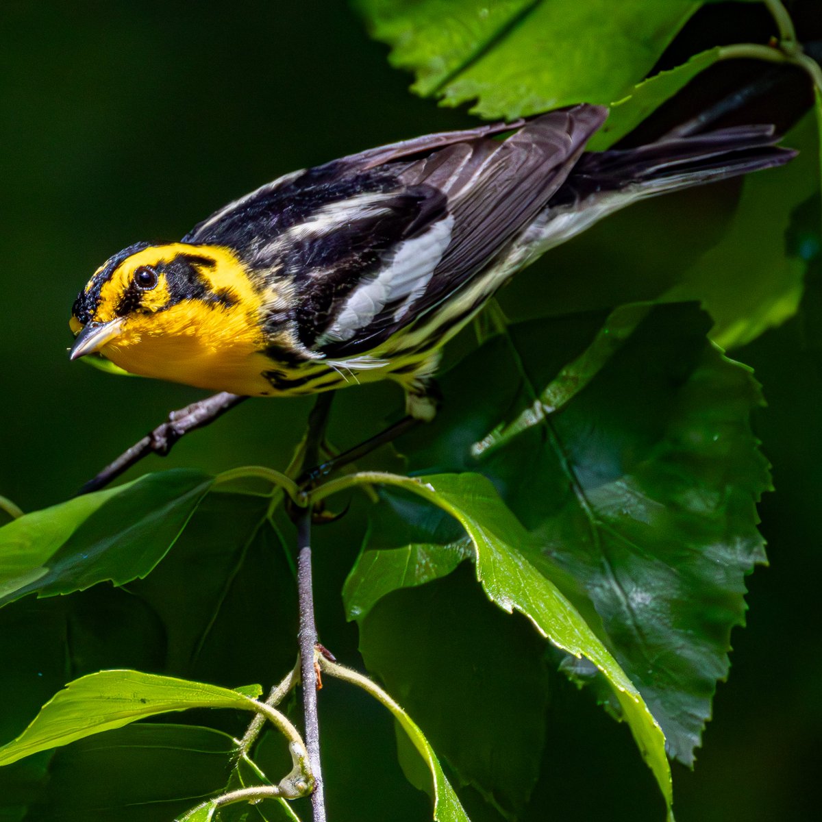 Weird day on here, huh? 

Have a bird