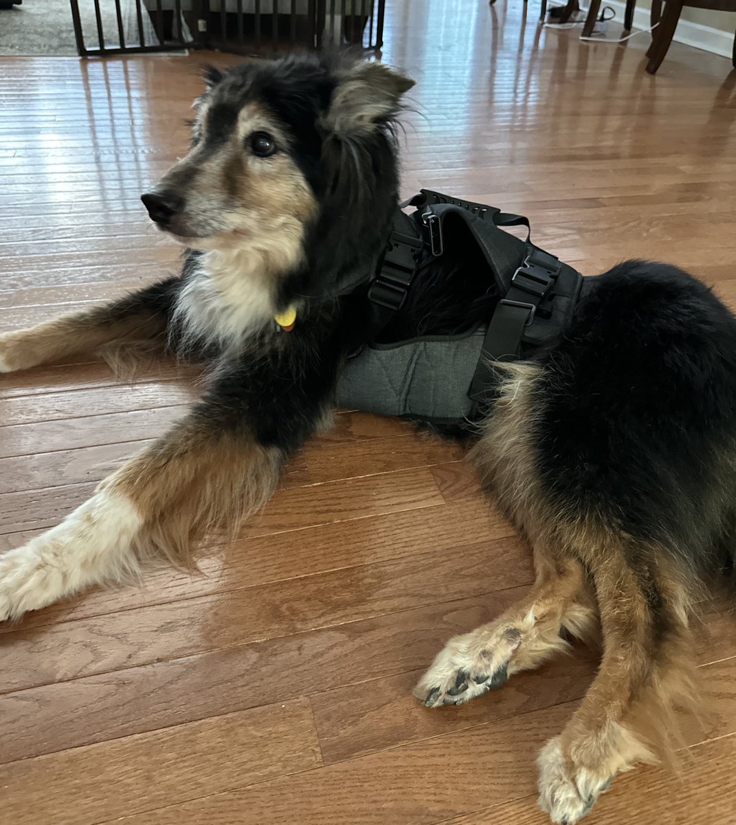 Peter Panico tweet media