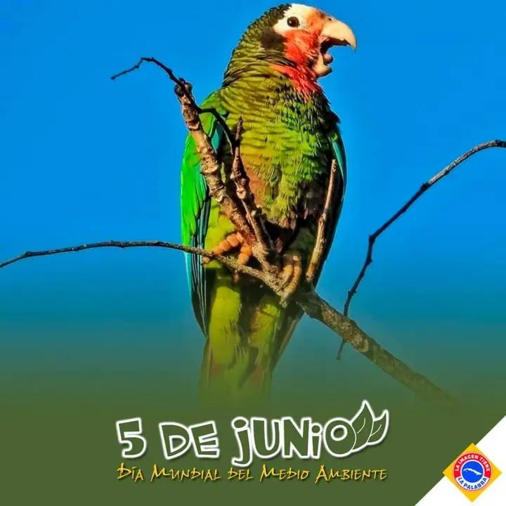 La conservación del medio ambiente nos garantiza y asegura los servicios ambientales, mejor conocidos como servicios ecosistémicos, que nos brinda la naturaleza por medio de los cuales satisfacemos nuestras necesidades básicas (regulación y soporte de la vida)
