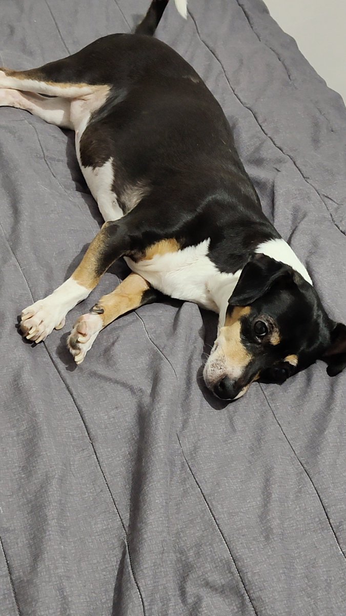 anxt900's tweet photo. @elmarianaa Ella se llama Lady D. , Aka la salchipapa es una chiweenie https://t.co/b5QQuDwCO8