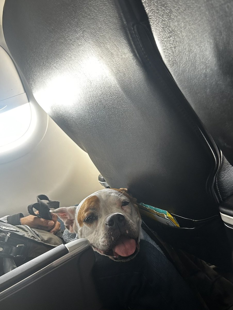 siegeljeff's tweet image. Hey - Have you seen any up dog?