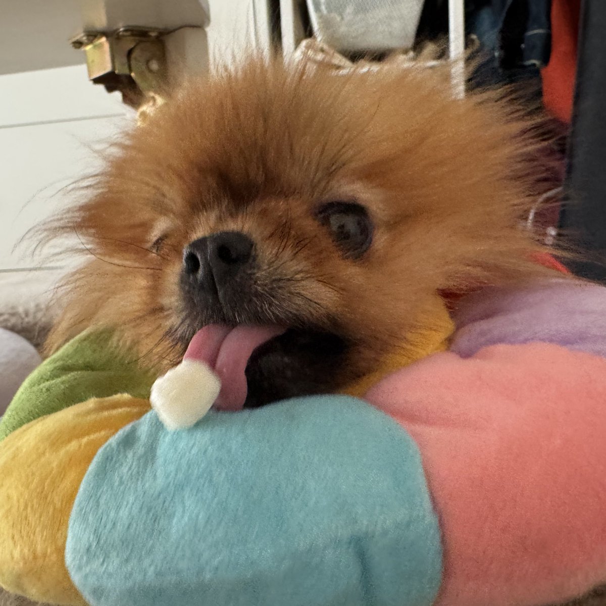 jun_pomeranian's tweet image. うまく食べられないのよね