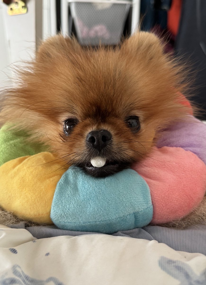 jun_pomeranian's tweet image. うまく食べられないのよね