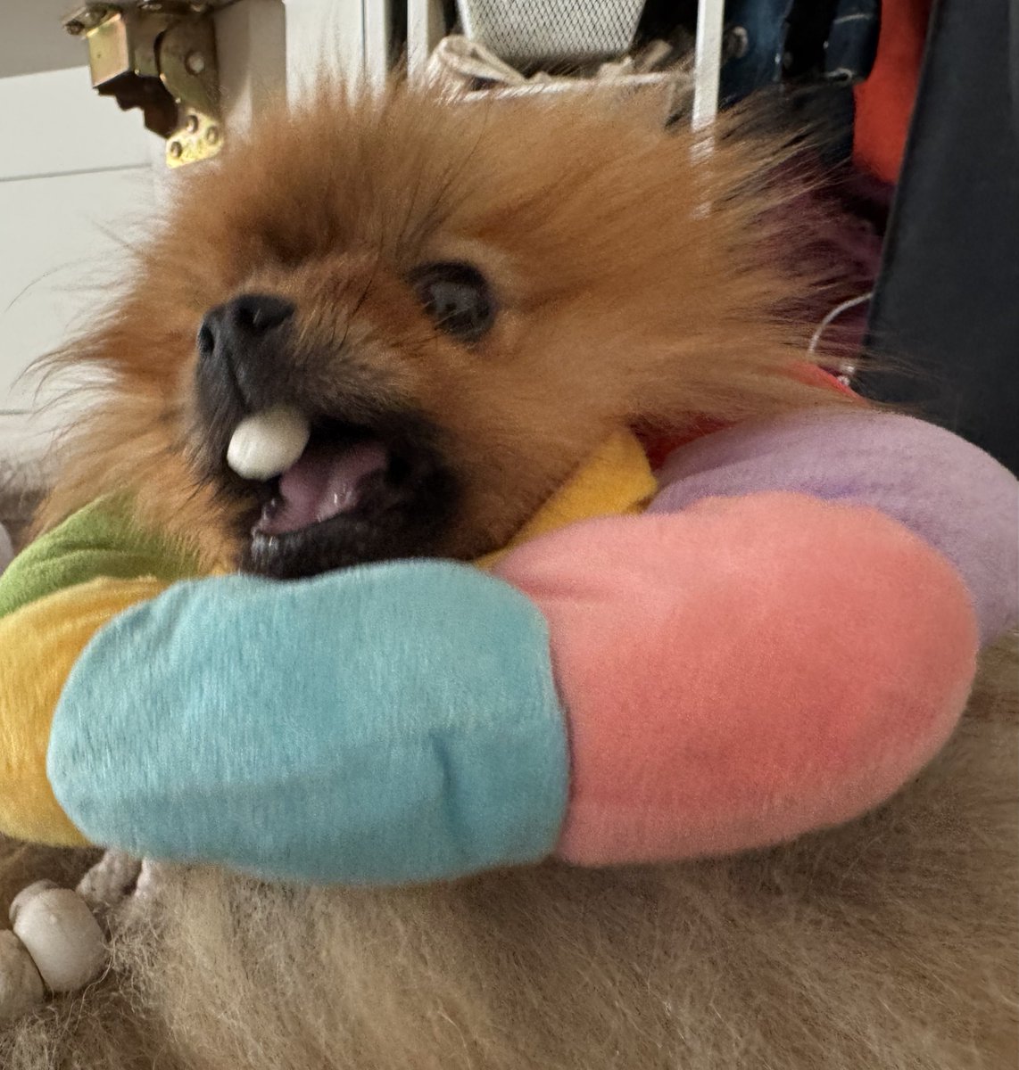 jun_pomeranian's tweet image. うまく食べられないのよね
