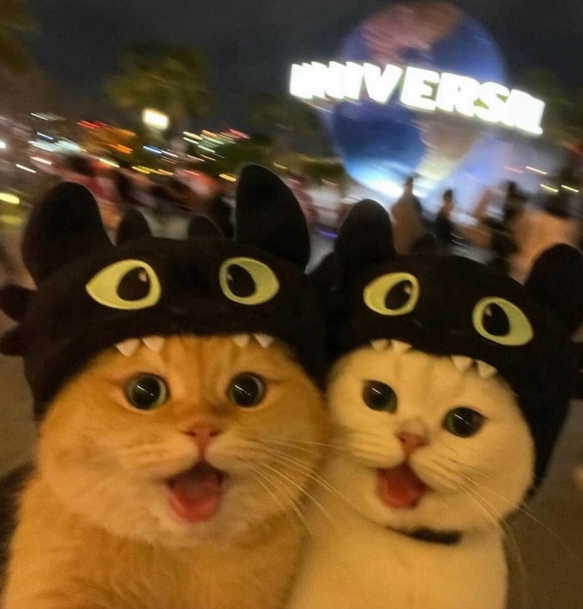 💖 (@twaniimals) on Twitter photo 