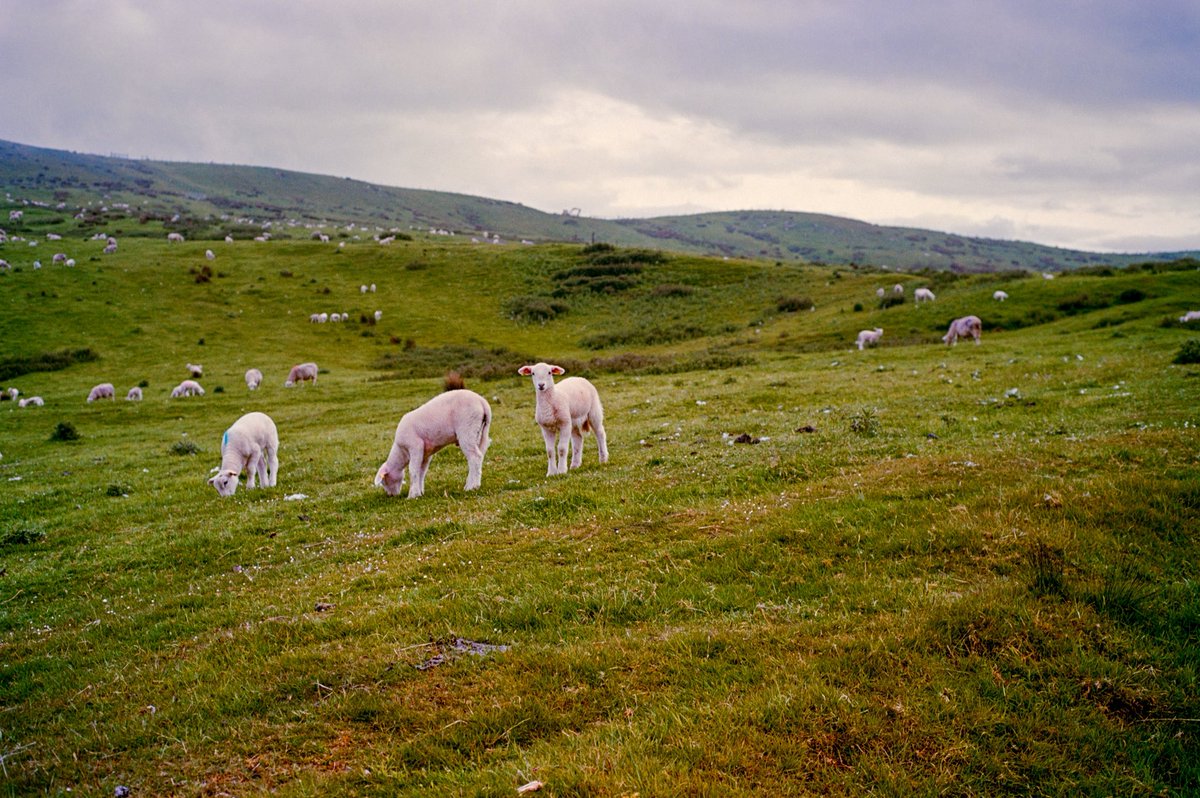 Sunny Northern Ireland on portra 160