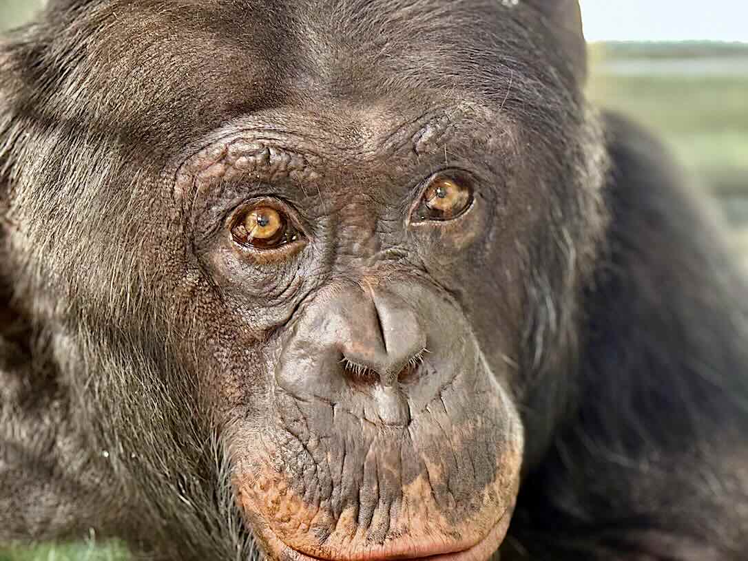 Lunchtime with George -  chimpsnw.org/2025/06/luncht…