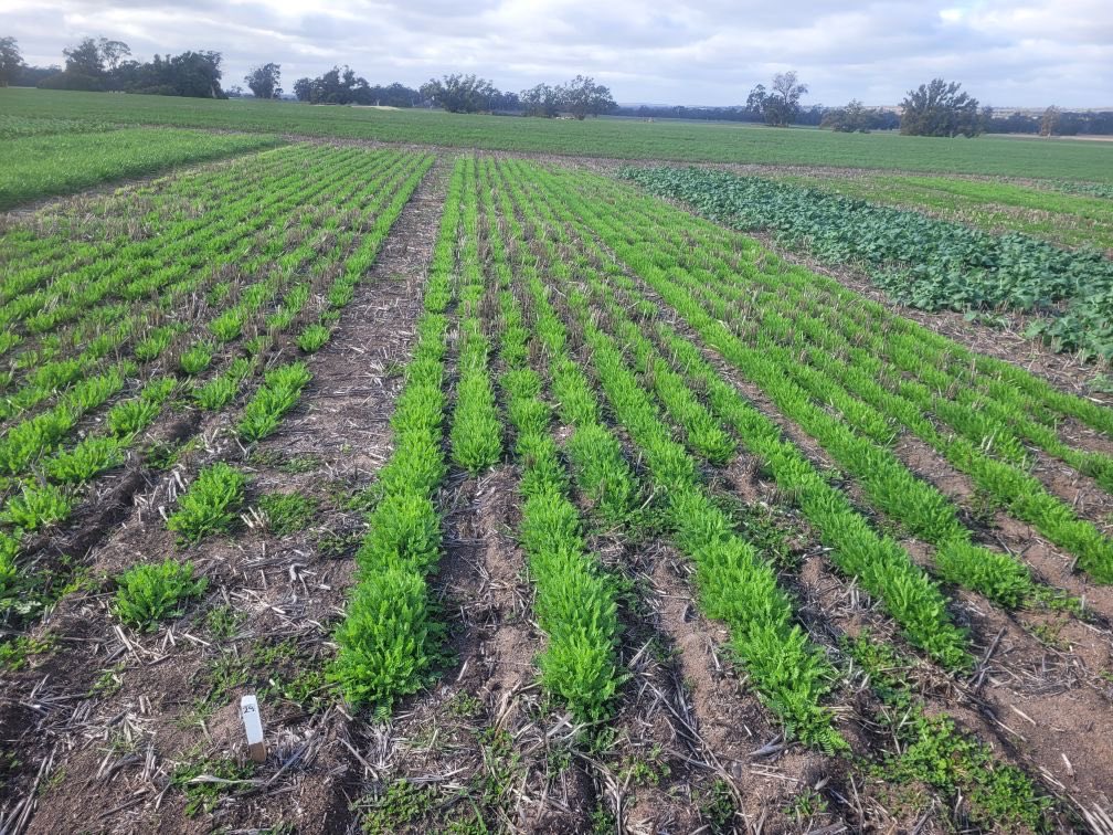 Tetra serradella at Tambellup, early vigour (HALO project)