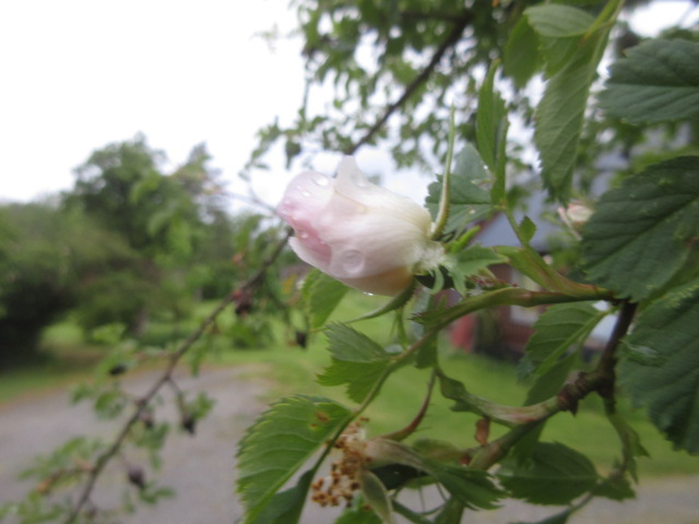 DetErRegnVått og PlaskerNed i TolvVarmeGrader utenfor VindusGlugga og UnderTegnede ikke har fått kroppen helt i fokus ennå mens VåknOppKaffen er klar for slurp og Kneippen gomler FrokostMat og vi AnnGriperDagen med Mot-i-BrystetOgVett-i-Pannen mens LerkaJublerHøyt. GodFredag ☕️