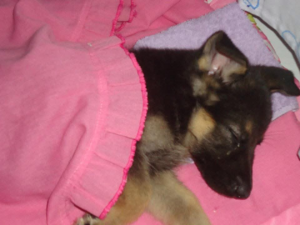 milhitox's tweet photo. hoje me despeço de ti, que apenas alegria trouxe na minha vida, descanse em paz meu amor! 🖤🌹 https://t.co/5AZEVugGR8