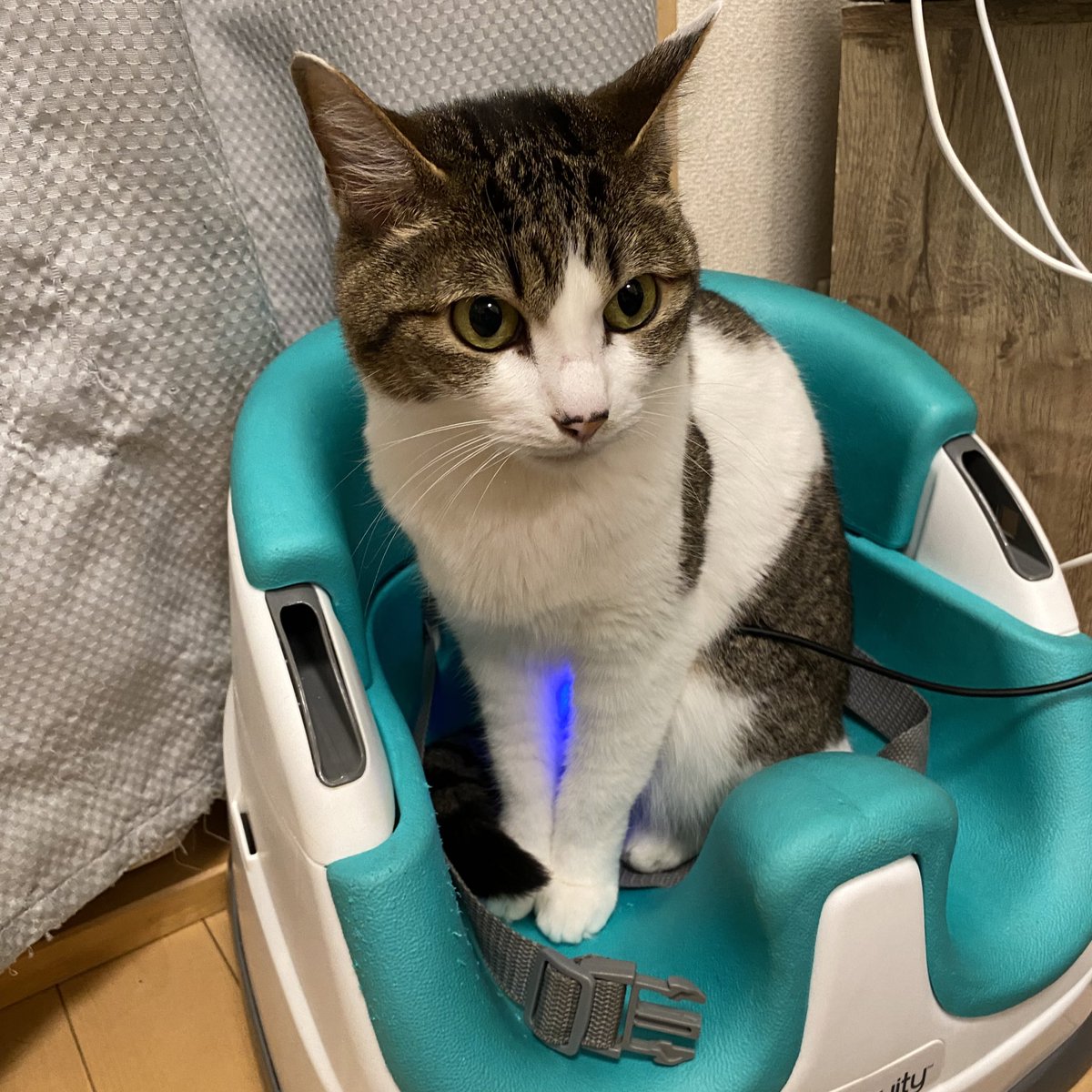 liquide_chaton's tweet photo. 充電中😂 https://t.co/jOk7XqIvao