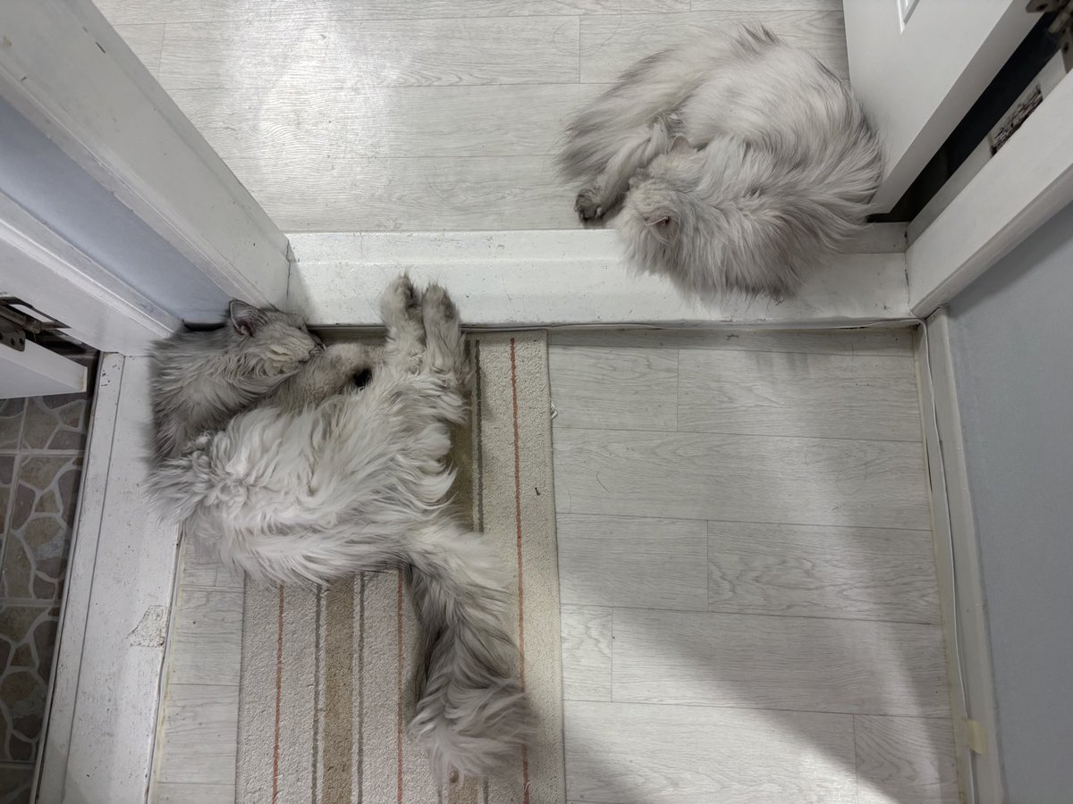 dalraethecat's tweet photo. 복순이랑 달래는 잘잇어용

복순이는 심장병+갑상선 때문에 약 계속 먹고 잇지만 체중이 4.4키로까지 떨어졌네요ㅜ (5.6-8이 정상체중) 그래도 꽤 오래 약먹었는데용 오늘 건강검진에서는 각 수치가 심장 열배 신장 두배 췌장 1.5배 정도 나왓어용 https://t.co/2qdcAgZGzY