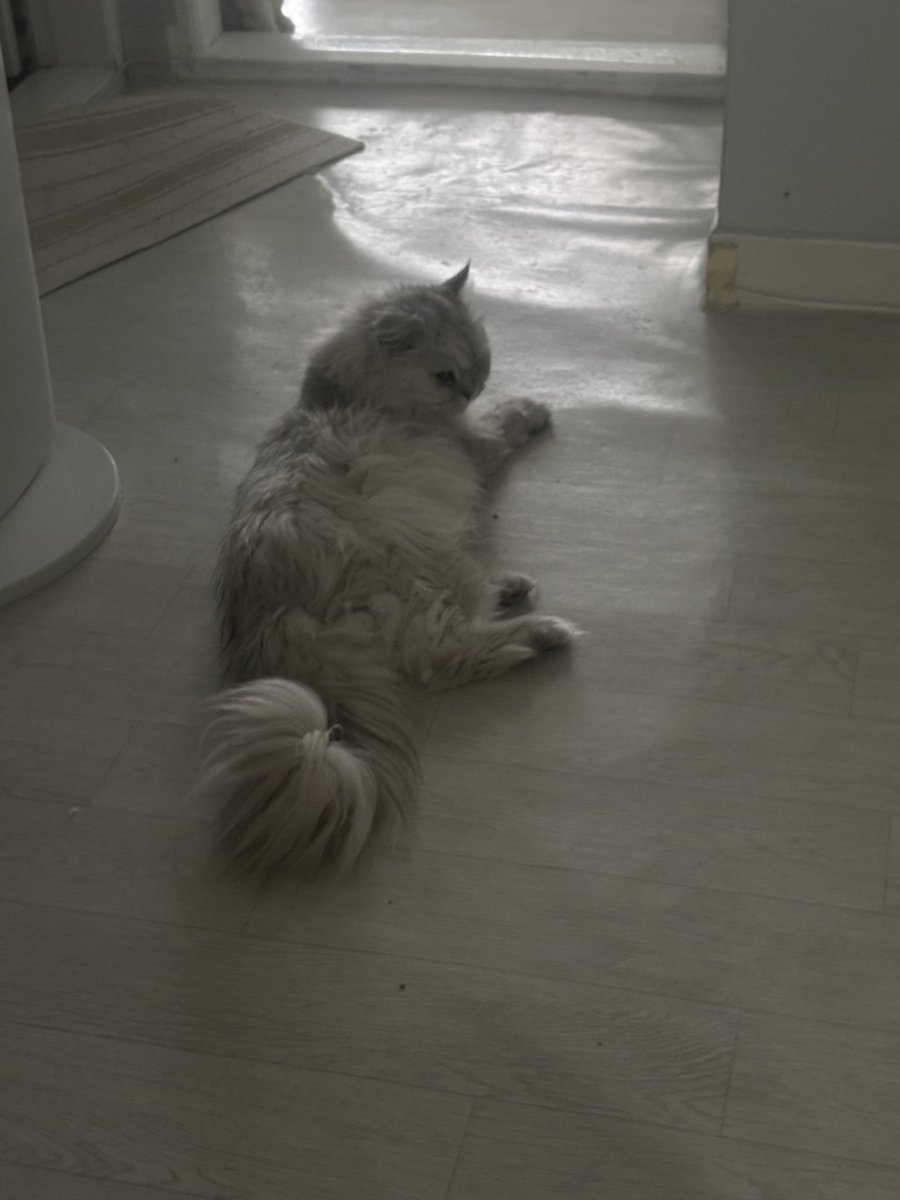 dalraethecat's tweet photo. 복순이랑 달래는 잘잇어용

복순이는 심장병+갑상선 때문에 약 계속 먹고 잇지만 체중이 4.4키로까지 떨어졌네요ㅜ (5.6-8이 정상체중) 그래도 꽤 오래 약먹었는데용 오늘 건강검진에서는 각 수치가 심장 열배 신장 두배 췌장 1.5배 정도 나왓어용 https://t.co/2qdcAgZGzY