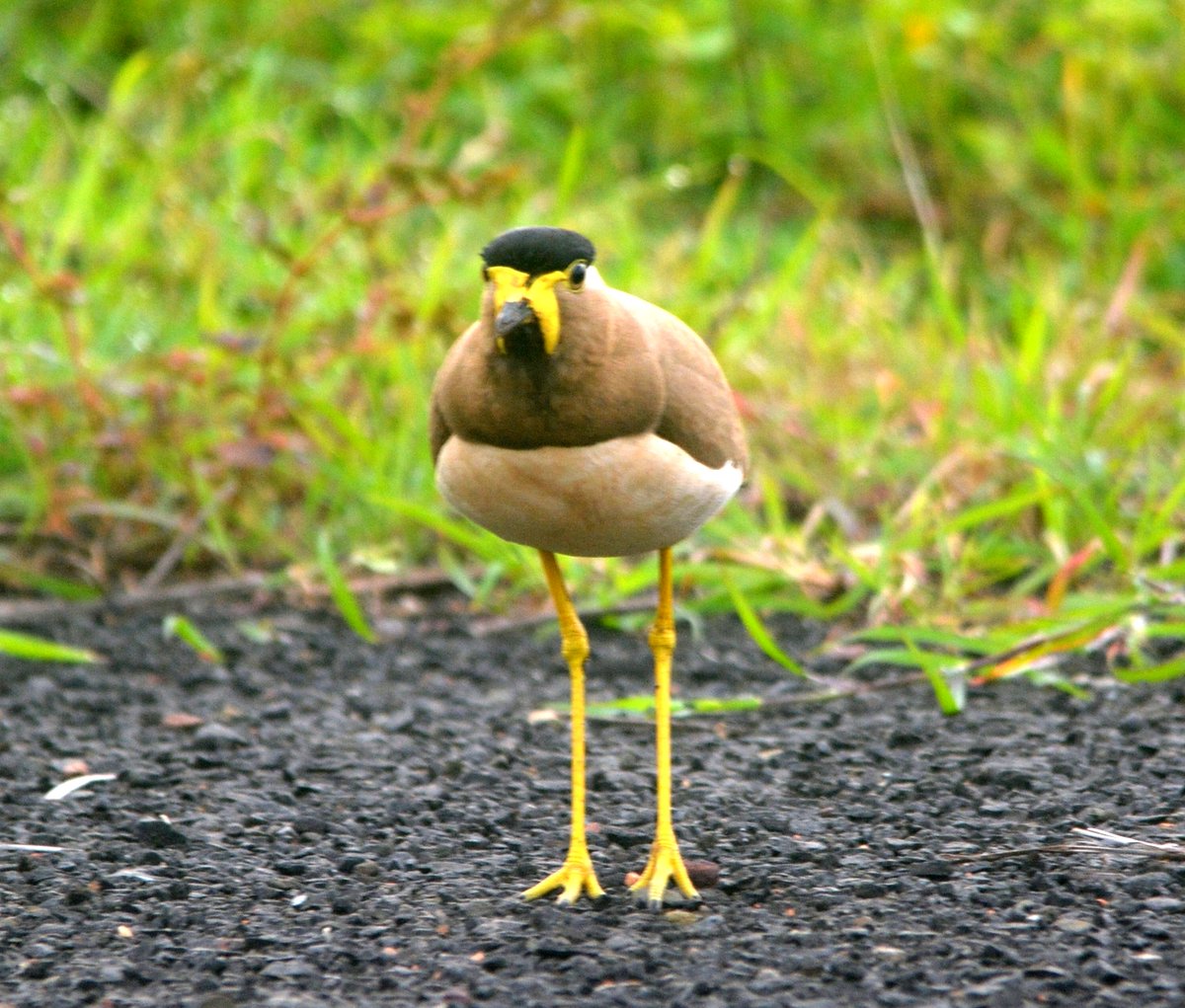 Yellow-wattled lapwing:  ಅವನೌನ ಇವನ ಕಡೆ ಫೋಟೊ ಹೊಡಿಸ್ಗೊಬೇಕ ಅಂದರ ಎದಿ ಸೆಟಸಿ ಸ್ಟ್ರೇಟ್ ನಿಲ್ಲಬೇಕ.....
ಮೊದ್ಲ ಅವಂಗ ಕ್ಯಾಮರಾ ವಜ್ಜ ಆಗಿರ್ತೈತಿ....ಒಂಚೂರ ಅಳಗ್ಯಾಡಿದ್ರು ಬೈತಾನ....
ಬಾಜು ನಿಂತ ಹೆಂಡ್ತಿ ಕೈಬಡಸಿದರು ನಮಗ ಬೈತಾನ.....
ಹಾಂ...ರೆಡಿ, ಸ್ಟಡಿ...ಗೋ...ಹೋಡಿಪಾ....ಶ್ಯಾಣ್ಯಾ ಇದ್ದಿ.
#birdsofmorarajinagar
