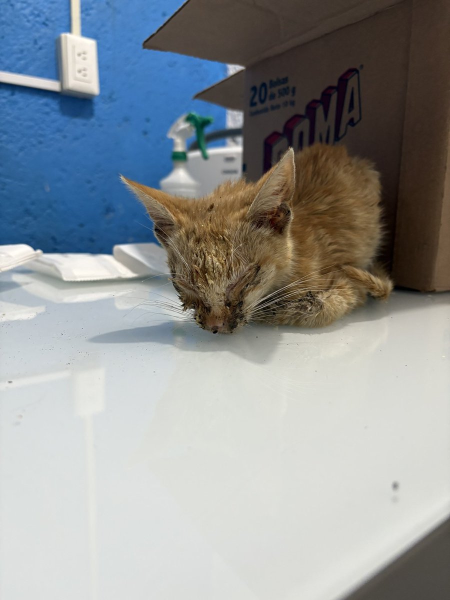 aandroiide's tweet photo. Rescate una gatita que llevaba seguramente mucho sin poder si quiera ver , no sé cómo ha sobrevivo a tanta indiferencia … la llevé al Vet y pagué su internamiento de hoy y consulta , de verdad que necesita más ayuda y no podré solventar sus gastos sola … por favor ayudaaaa https://t.co/Dd4CJYDdji