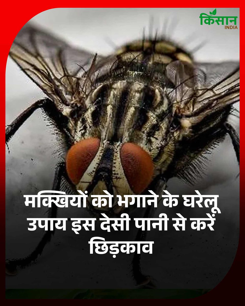 मक्खियों को भगाने का असरदार घरेलू पानी 
#KisanIndia #KisanNews #AgriNews #AgriUpdate  

kisanindia.in/india/get-rid-…