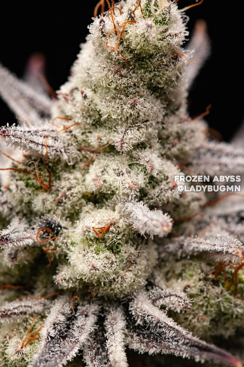 Frozen Abyss 🔥
Grown/Photo by Tone_Loco-X_X (Discord)
Bred by #SquareOneGenetics
square1genetics.com/approved-vendo…
#cannabis #cannabiscultivation #nugshot