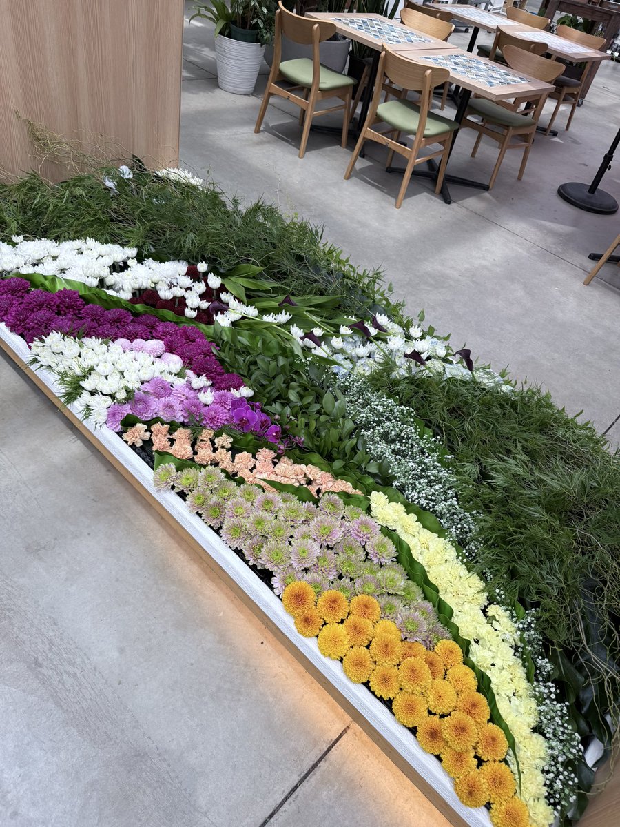 Hanabiyori8717's tweet image. 【華やかなマムの世界♪】
日本一の出荷量を誇るJA愛知みなみの「輪菊」を中心とした、マムのアレンジメントをカフェエリアにて展示中🌼
#hanabiyori #よみうりランド #はなびより #花景の湯 #スターバックス #プロジェクションマッピング #カワウソ #花 #自然 #フラワーパク #輪菊 #マム