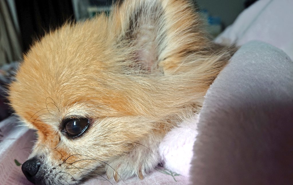xp8lzf's tweet photo. お久しぶり🐶 https://t.co/gZoXWQT1Sq