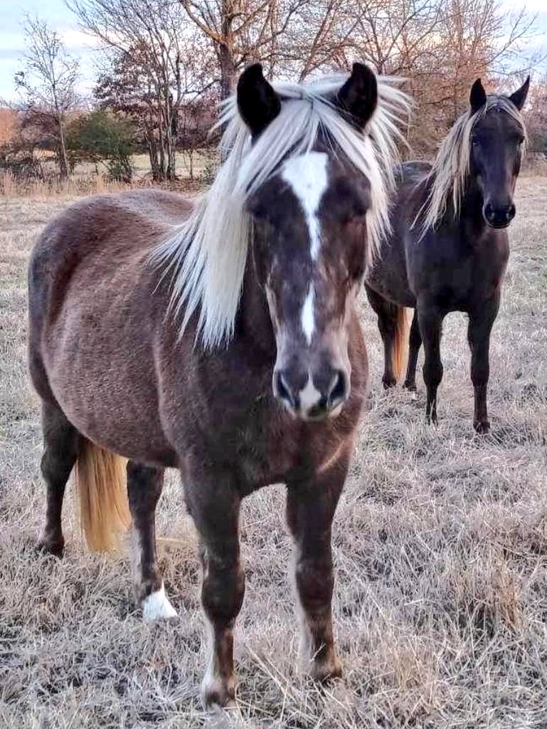 ATTENTION  🚨🚨🚨 Trump &amp; Elon... River &amp; Ace are offering you guys free equine therapy and counseling. Stop horsing around so our country can get back to healing. 

Sincerely, Diego Ranch Inc 😁