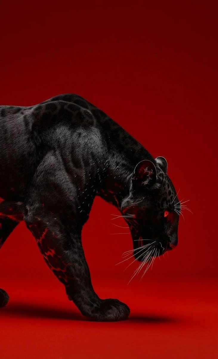 REX (@rexchillect) on Twitter photo 