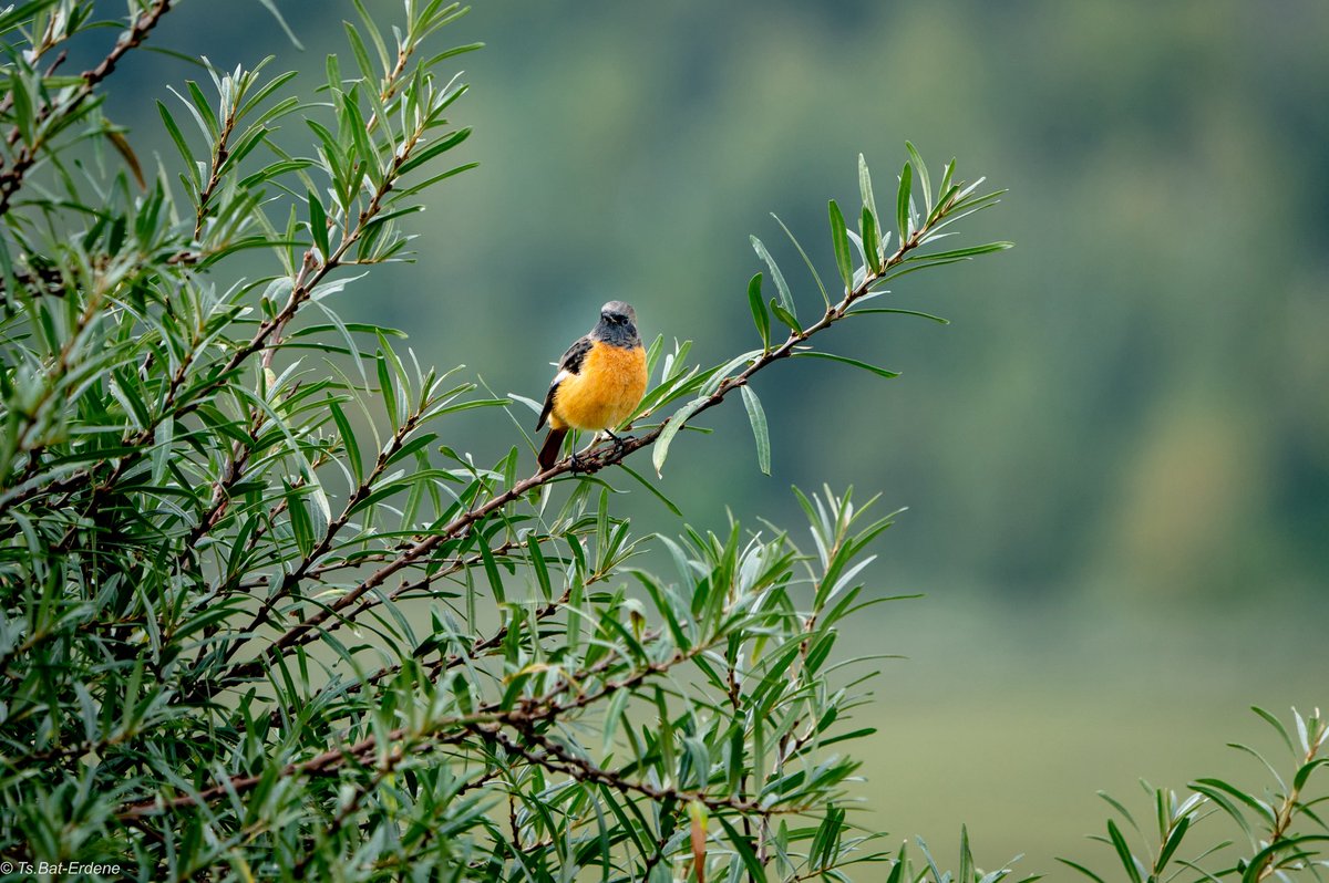 Нэгэн сайхан өдрийн мэнд ээ 💐🌿🤗
