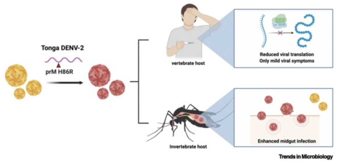 Eng Eong Ooi (@engeongooi) on Twitter photo Genetics of dengue epidemics
- A review of how even a few genetic changes in the dengue virus genome can have major impact on virus transmission and outbreaks.
<a href="/AllysonChoi2/">Allyson Choi</a> <a href="/dukenus/">Duke-NUS Medical School</a>
sciencedirect.com/science/articl… Genetics of dengue epidemics
- A review of how even a few genetic changes in the dengue virus genome can have major impact on virus transmission and outbreaks.
<a href="/AllysonChoi2/">Allyson Choi</a> <a href="/dukenus/">Duke-NUS Medical School</a>
sciencedirect.com/science/articl…
