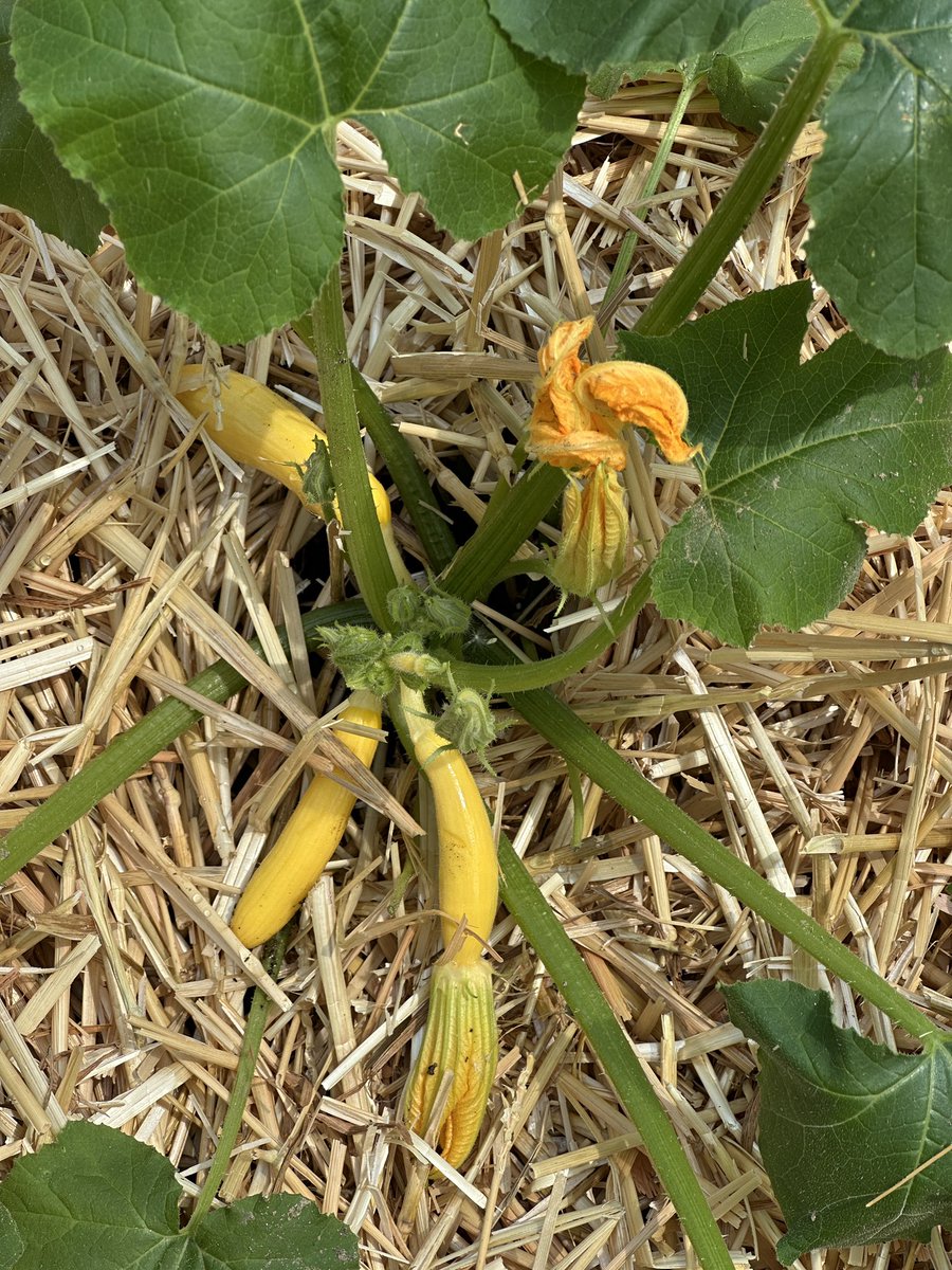 My summer squash is coming along. They doubled in size in the last two weeks.- gjg