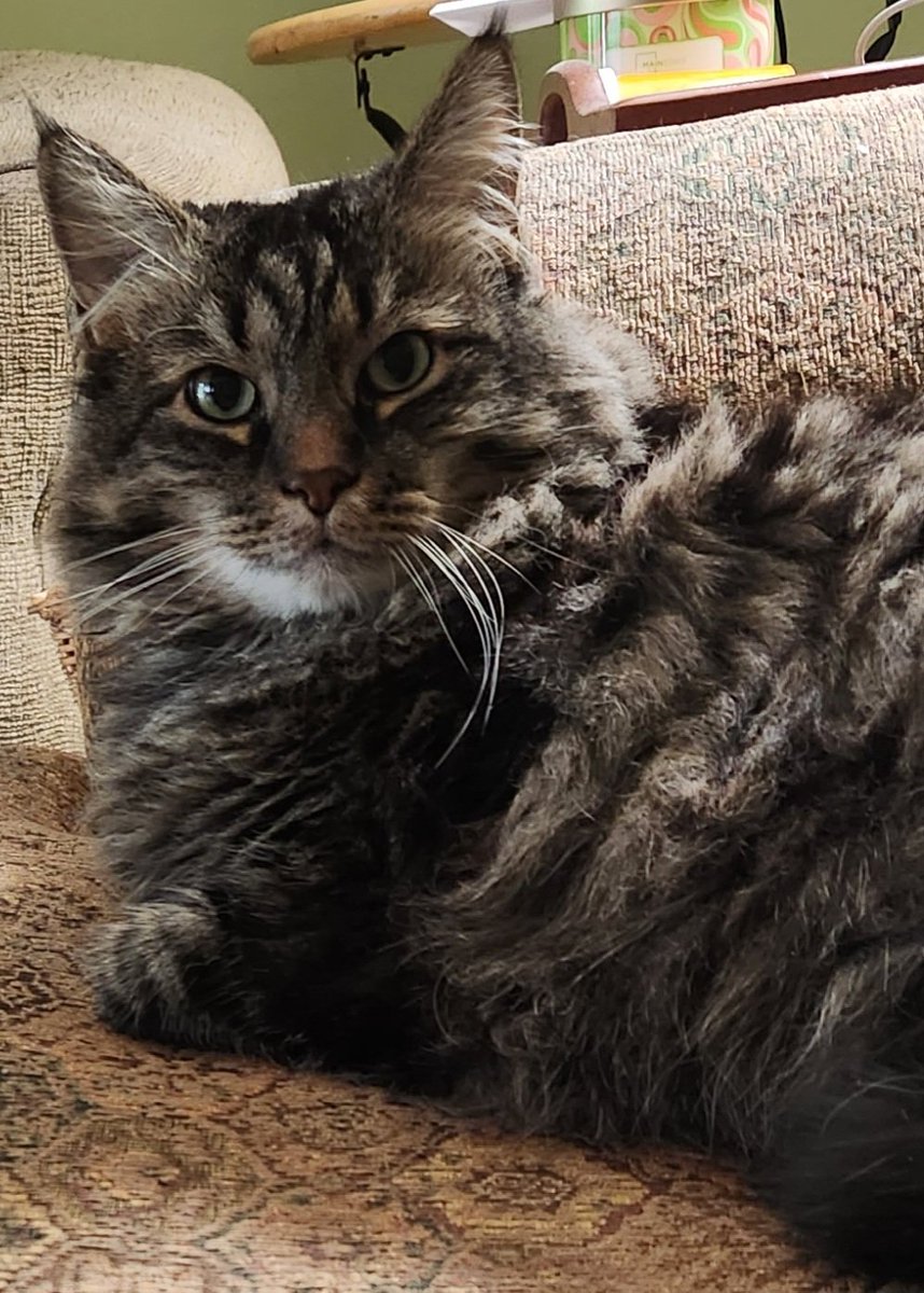 After sweating my fur off taday my momz iz forcing me ta watch 'Tombstone' tonight. She's watched it over 3 trillion timez. Send me help! <a href="/LittleMaineCoon/">Holly Purr⚜️</a> <a href="/JoyOfCats/">The Joy Of Cats 🫶🇨🇦</a> <a href="/GeneralCattis/">"Mad Cat" Cattis</a> <a href="/mitsy2714/">Princess Mitsy</a> <a href="/JusticeToAll/">JusticeToAll ~ 🙏 🇺🇦 ⚖️ 🚀</a> <a href="/MaineCoonCatsOH/">Reny, Cat Nip Enthusiast</a> <a href="/AmandaSmokeyIs1/">🦁Isabella, 🐈‍⬛Tommy & 🐱Alex</a> <a href="/TheCatMalice/">Malice & Mayhem 🩵#ZSHQ</a>