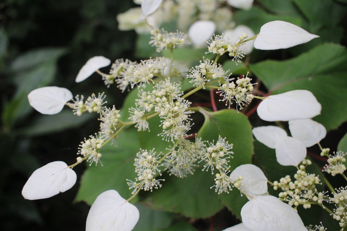 kyoto_botagrdns's tweet photo. 【公式】京都府立植物園Instagramを更新しました。
#イワガラミ #Hydrangeahydrangeoides
@kyoto_botagrdnsのInstagram投稿をチェック https://t.co/3FOHmoUMwC https://t.co/O6OHfUIdiW