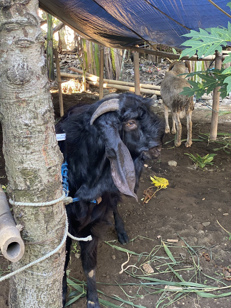Perasaan gw doang atau ini kambing emang ganteng ya 🤨