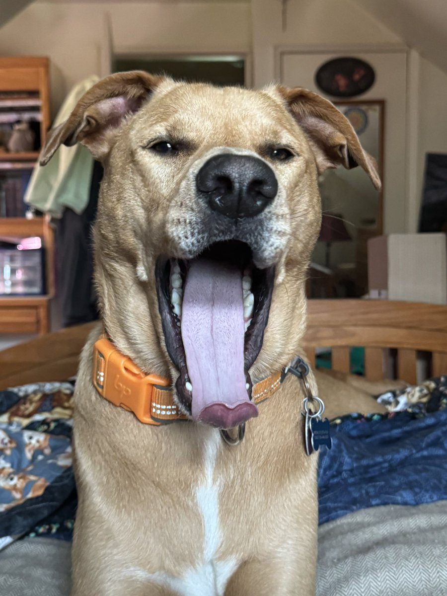 Venlafaxine Dream tweet media