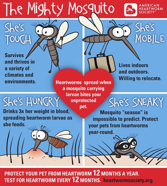 Protect your pet from this pest! Give heartworm preventive on time, every time. #heartworm #pethealth