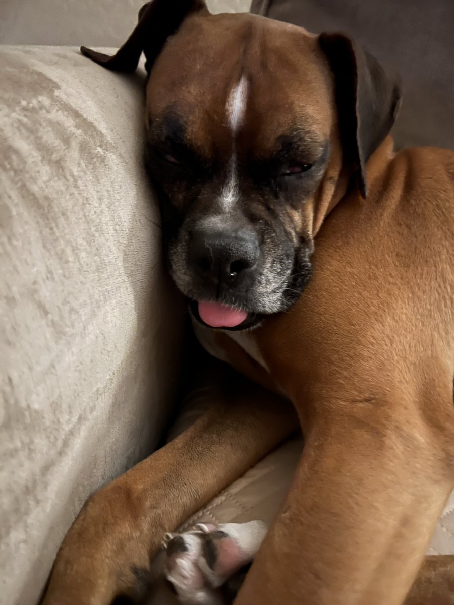 brianmc_arch's tweet photo. @DataRepublican Of course!!! Hereβs #QueenRubyMae. https://t.co/EWfORkbimW