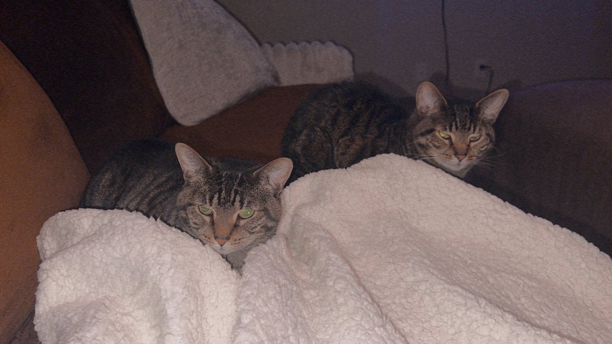 𝕾𝖚𝖓𝖘𝖍𝖎𝖓𝖓𝖊 ⛓️🖤 tweet media