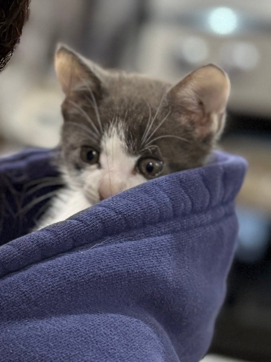 When Karin was at post knee surgery physical therapy yesterday, another patient found a kitten stowing away under their truck's hood! 🙀 Guess who's going to Karin's friend's barn for peoplefication and care while we try to find it a home. 😺

(I think we should name it Patella.)