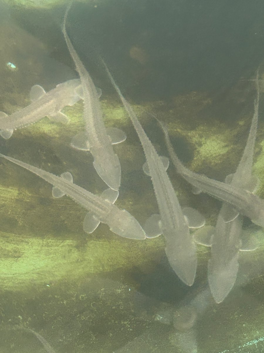 And that’s a wrap on our 2025 paddlefish gamete collections! 6 different states including stops at 3 hatcheries it was a busy spring full of awesome collaborations. Excited to see what we can learn from these eggs.