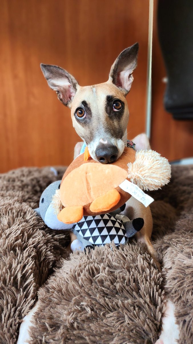 leon3l4's tweet photo. Pensé que nada podía superar mi obsesión por los gatos hasta que conocí a Tundra. Son una droguita los galgos loko https://t.co/jw7G7BcaFo