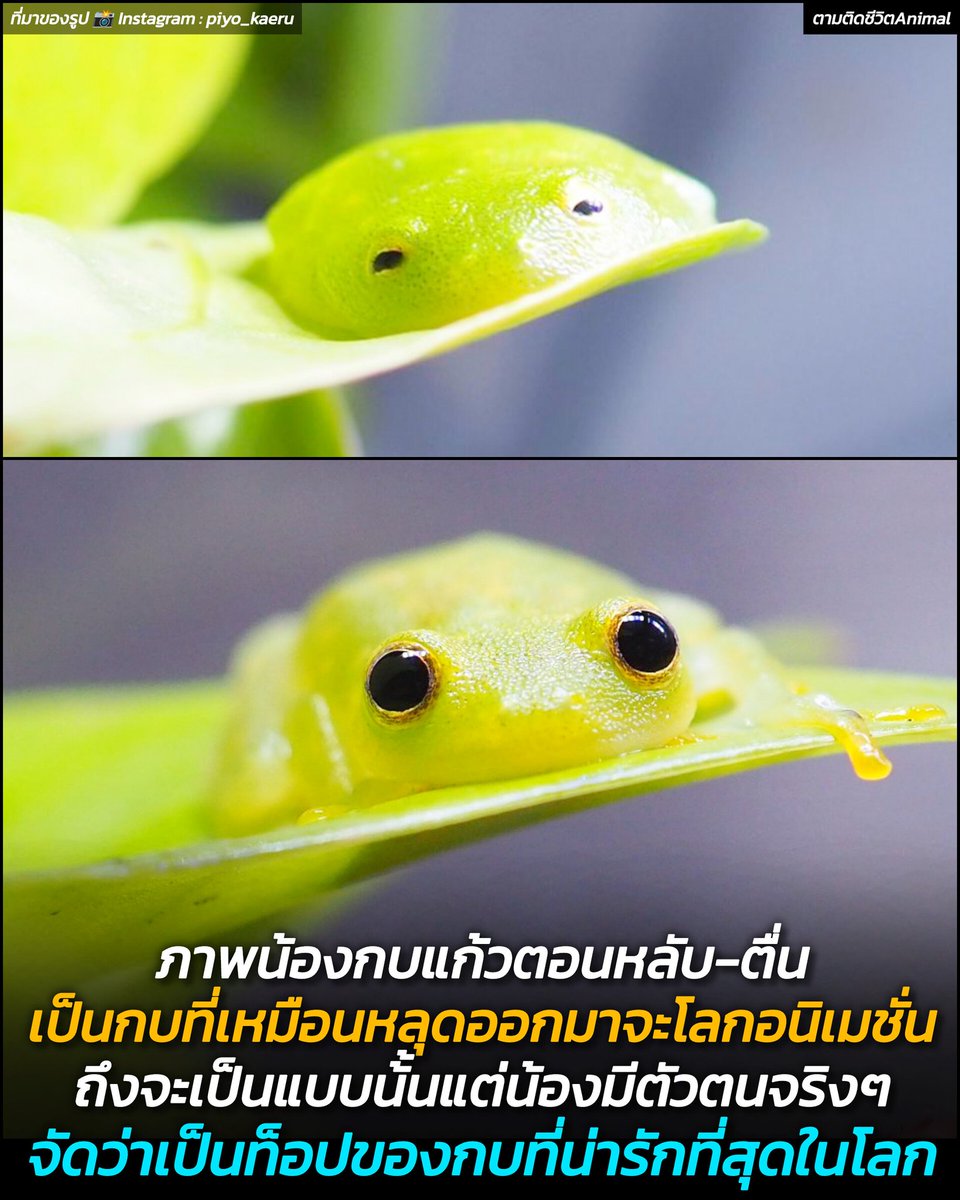 AnimalFW_TH's tweet photo. นี่คือน้อง "กบแก้ว" กบหน้าตาน่าเอ็นดูที่เหมือนว่าน้องหลุดมาจากโลกการ์ตูน แต่ๆๆ ถึงจะเป็นแบบนั้นแต่น้องเป็นกบจริงๆ ซึ่งความน่ารักของน้องก็จัดว่าเป็นตัวท็อป���องกบที่น่ารักที่สุดในโลกได้เลย จงดูมองน้องแล้วยิ้มไปทั้งวันซะ (มีรูปเพิ่มเติมของน้อง) 😑😶🐸
อาณาจักรสัตว์โลก มีม&สาระ By ตามติดชีวิตAnimal 
ถ้าโลกใบนี้มีกบที่หน้าตาน่ารักจนเกินความเป็นจริง กบแก้ว (Glass Frog) คงจะเป็นตัวเต็งอันดับหนึ่งแน่นอนโดยเฉพาะภาพน้องตอนหลับ–ตื่น ที่เหมือนตัวการ์ตูนอนิเมะหลุดออกมานอนเล่นอยู่บนใบไม้จริงๆ 😮

ด้วยดวงตากลมโต ผิวเนียนใส และท่าทางมึนๆ อึนๆ ของน้อง ทำให้น้องกบแก้วดูเป็นหนึ่งในกบสายพันธุ์ที่ได้รับความสนใจจากคนทั่วโลกในด้าน "ความน่ารักระดับโลก" อีกด้วย 🐸

หลายคนอาจไม่รู้ว่า น้องกบแก้วเนี่ยเป็นสัตว์ที่พบได้ในป่าฝนเขตร้อนของอเมริกากลางและอเมริกาใต้ โดยมีจุดเด่นที่หน้าท้องโปร่งใสจนมองเห็นอวัยวะภายในได้ (บางสายพันธุ์) แต่ถึงจะมีความแปลกทางชีวภาพขนาดไหน ก็ไม่มีอะไรจะดึงดูดสายตาได้เท่าหน้าน้องกบตาแป๋วแล้วยิ้มง่วงๆ แบบนี้อีกแล้ว 

น้องกบแก้วตัวนี้พอจะทำให้คนที่กลัวกบ หรือไม่กล้าสัมผัสกับกบ เปลี่ยนใจสักเล็กน้อยไหมฮะ ❤️

เรียบเรียง 🖋️ แอดเพา
ที่มาของรูป 📸 Instagram : piyo_kaeru
#หมา #แมว #กบ #อาณาจักรสัตว์โลก #ตามติดชีวิตAnimal
