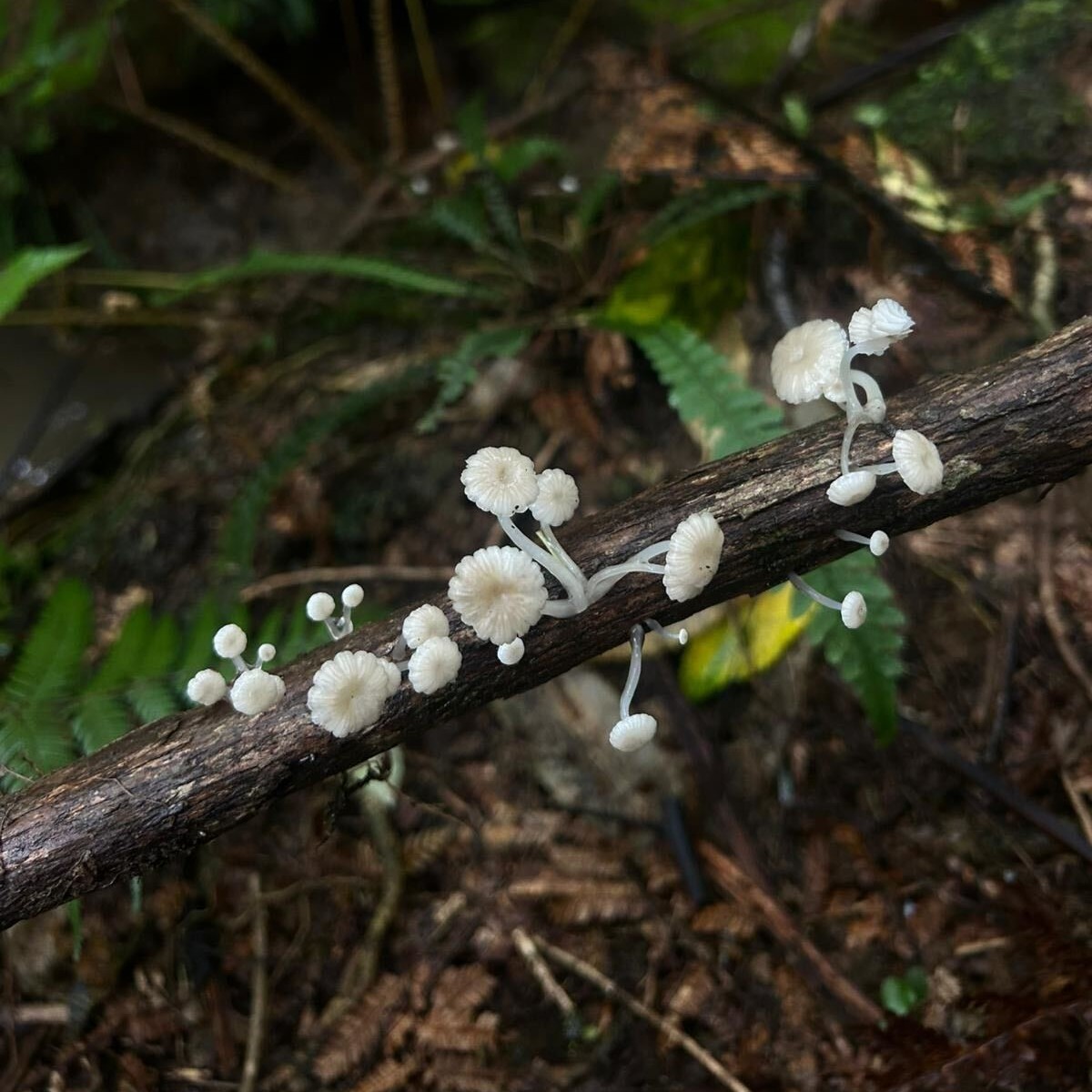 While checking traps TKOW team member Grace came across an incredible variety of fungi 🍄  A highlight find was the striking blue pouch fungus, an endemic species known for its blue colour. A great reminder to take a closer next time you're in the bush.

#FieldTeamFinds