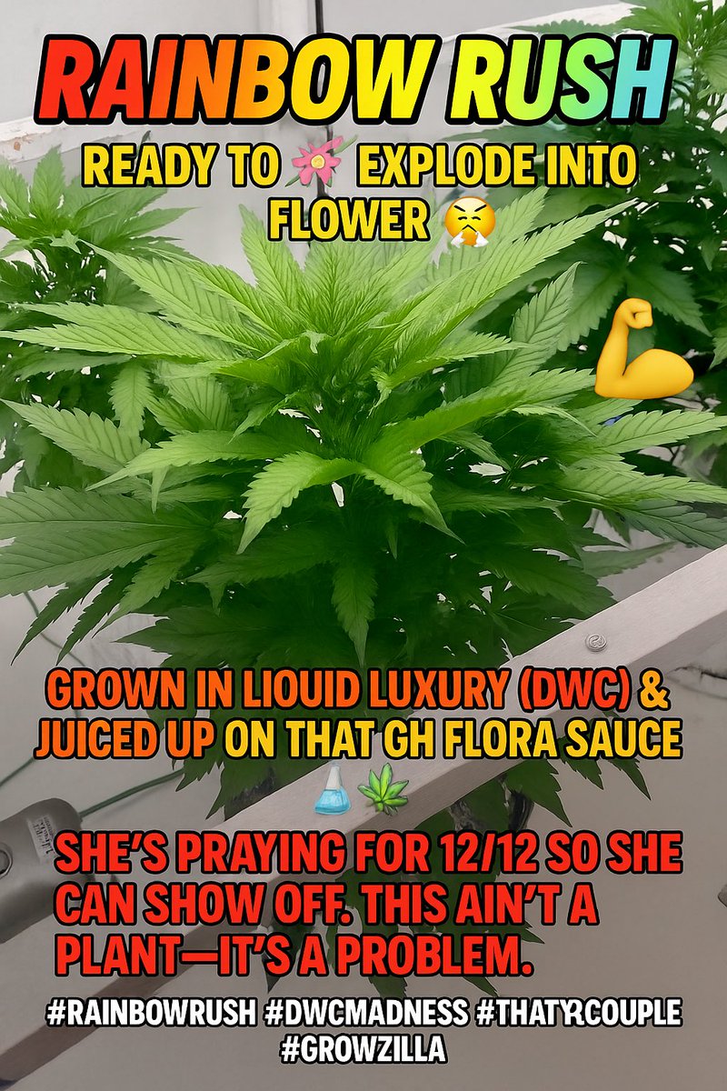 ThatHydroCouple's tweet photo. 🌈💥 RAINBOW RUSH locked, loaded &amp; ready to EXPLODE into flower 😤
Grown in liquid luxury (DWC) &amp; juiced up on that GH Flora sauce 🧪🌿
She’s praying for 12/12 so she can show off.
This ain’t a plant—it’s a PROBLEM.
#RainbowRush #growyourown #ThatHydroCouple #cannabis https://t.co/2WV9ido0IB