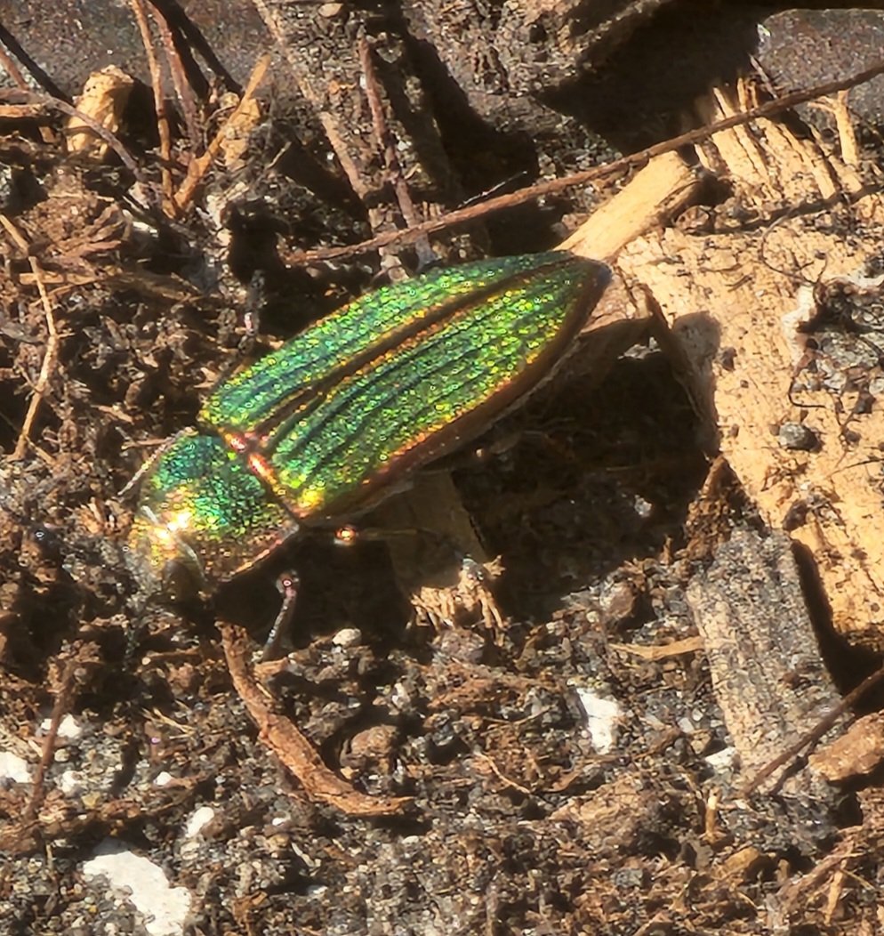 nadiaskittles's tweet photo. Does anyone know what kind of bug this is? https://t.co/xExaFOYuQH