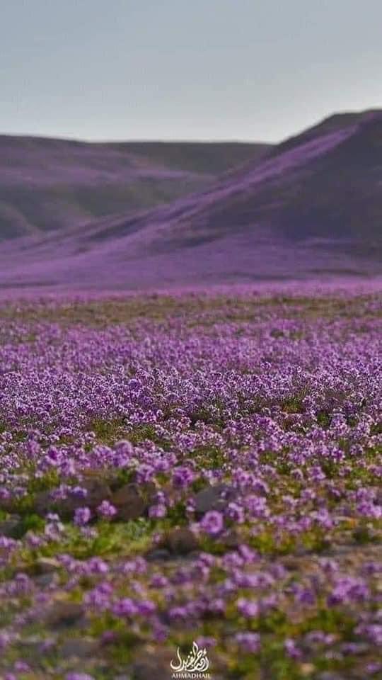 أَحسَنَ اللَهُ بِنا أَن
نَ الخَطايا لا تَفوحُ
فَإِذا المَستورُ مِنّا
بَينَ ثَوبَيهِ فُضوحُ
كَم رَأَينا مِن عَزيزٍ
طُوِيَت عَنهُ الكُشوحُ
صاحَ مِنهُ بِرَحيلٍ
صائِحُ الدَهرِ الصَدوحُ
مَوتُ بَعضِ الناسِ في الأَر
ضِ عَلى بَعضٍ فُتوحُ
سَيَصيرُ المَرءُ يَوماً
جَسَداً ما فيهِ روحُ